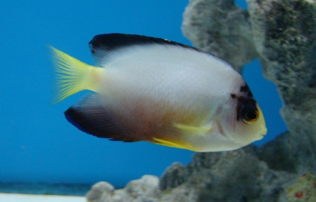  Centropyge multicolor    (Multicolor Angelfish, Pastel Pygmy Angelfish, Many-colored Angelfish)